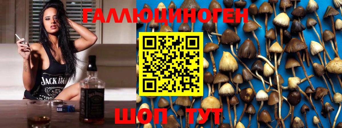 Псилоцибиновые грибы Cubensis Курганинск